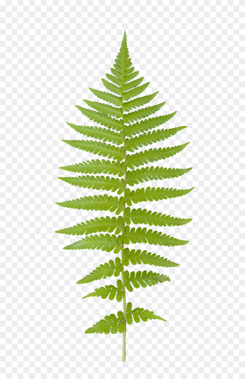 Vegetation Fern 01 - Vintage Leaf Print #316113