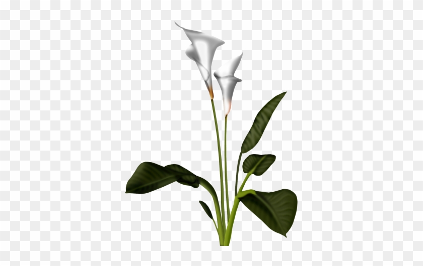 Free Lily Clipart Public Domain Flower Clip Art Image - Calla Flower Png #316117