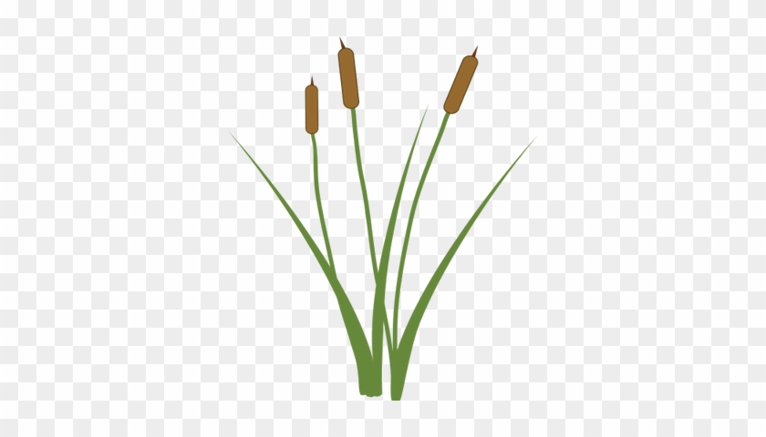 Ian Symbol Typha Xglauca - Grass #316176