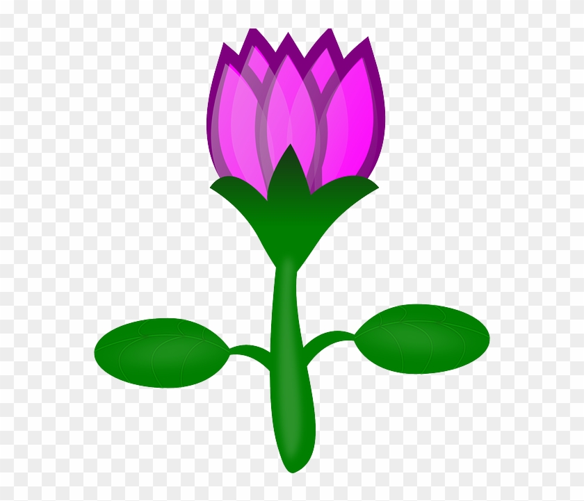 Lotus, Flower, Pink, Plant, Water - Cartoon Flowers No Background - Free  Transparent PNG Clipart Images Download