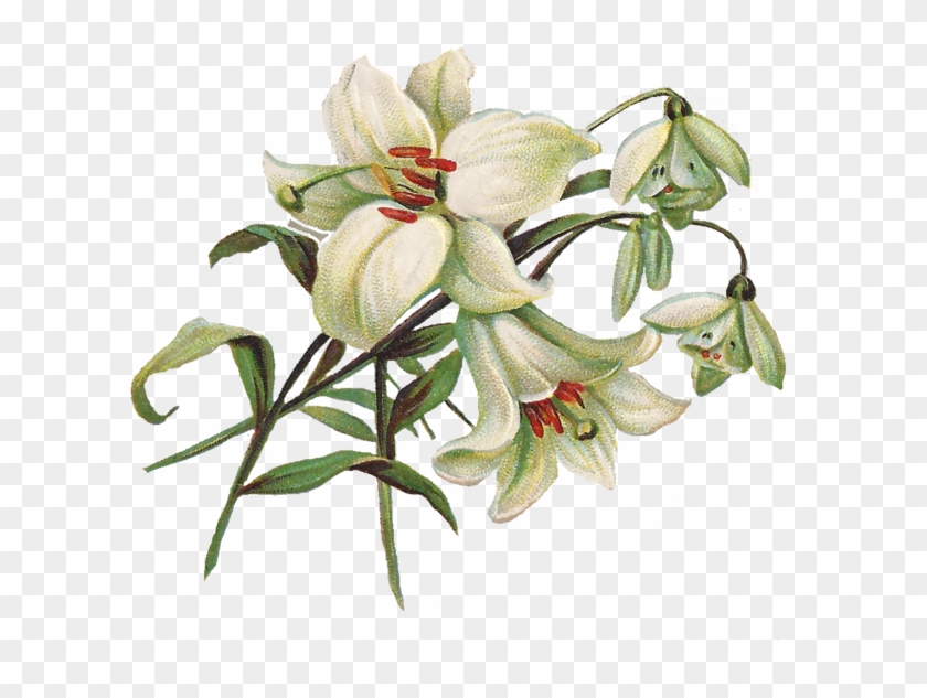 Lily Png Transparent Image - Vintage Lily Png #316237