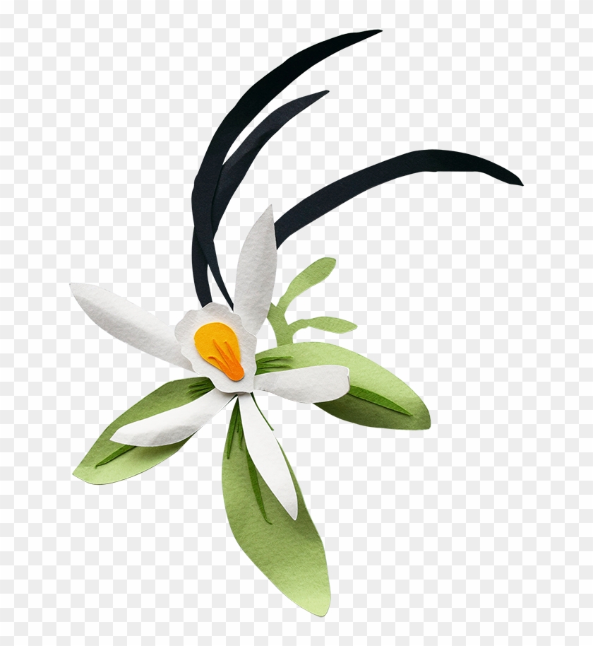 Vanilla - Bird Of Paradise #316262