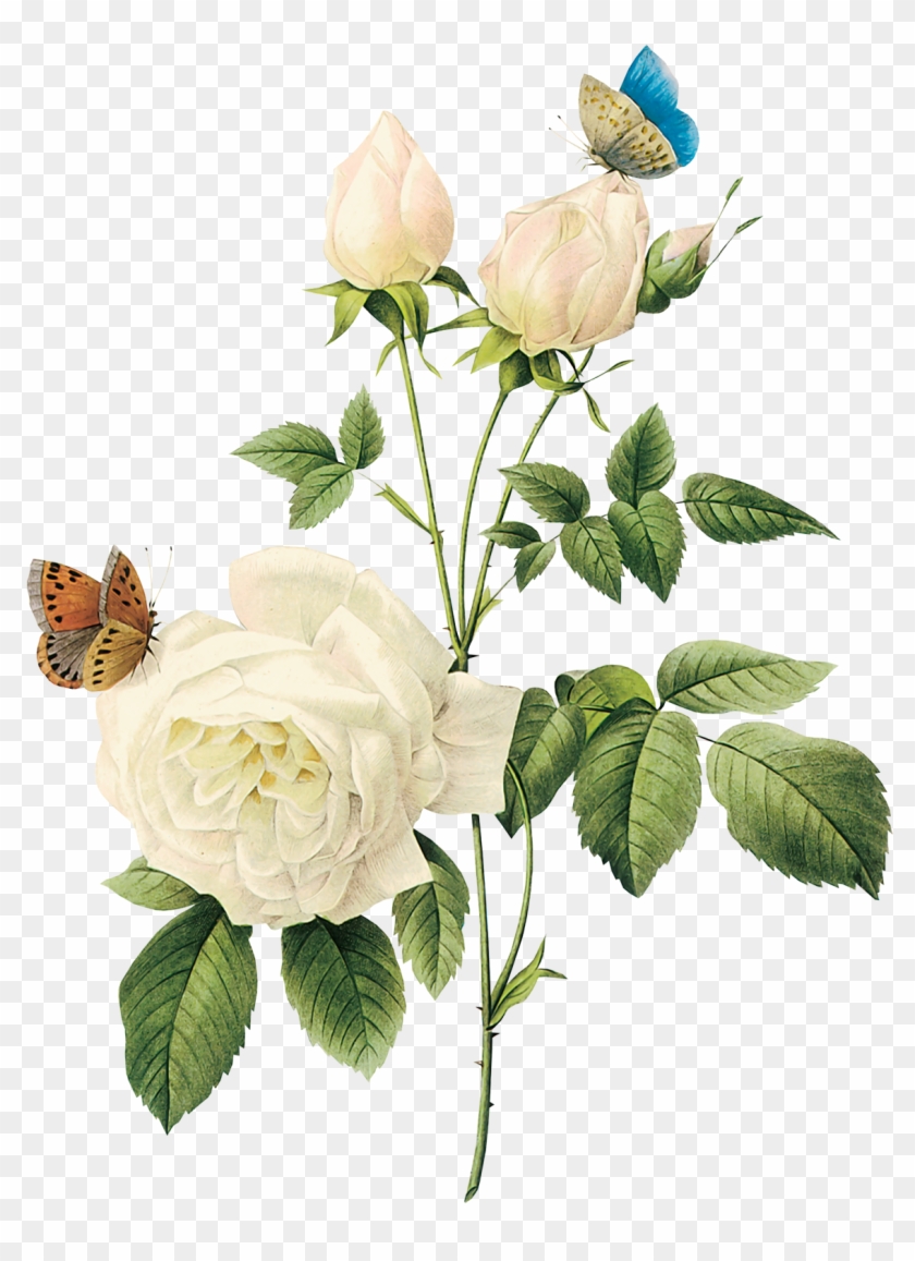 Vintage Flower Clipart Rose Garden - White Rose Png #316289