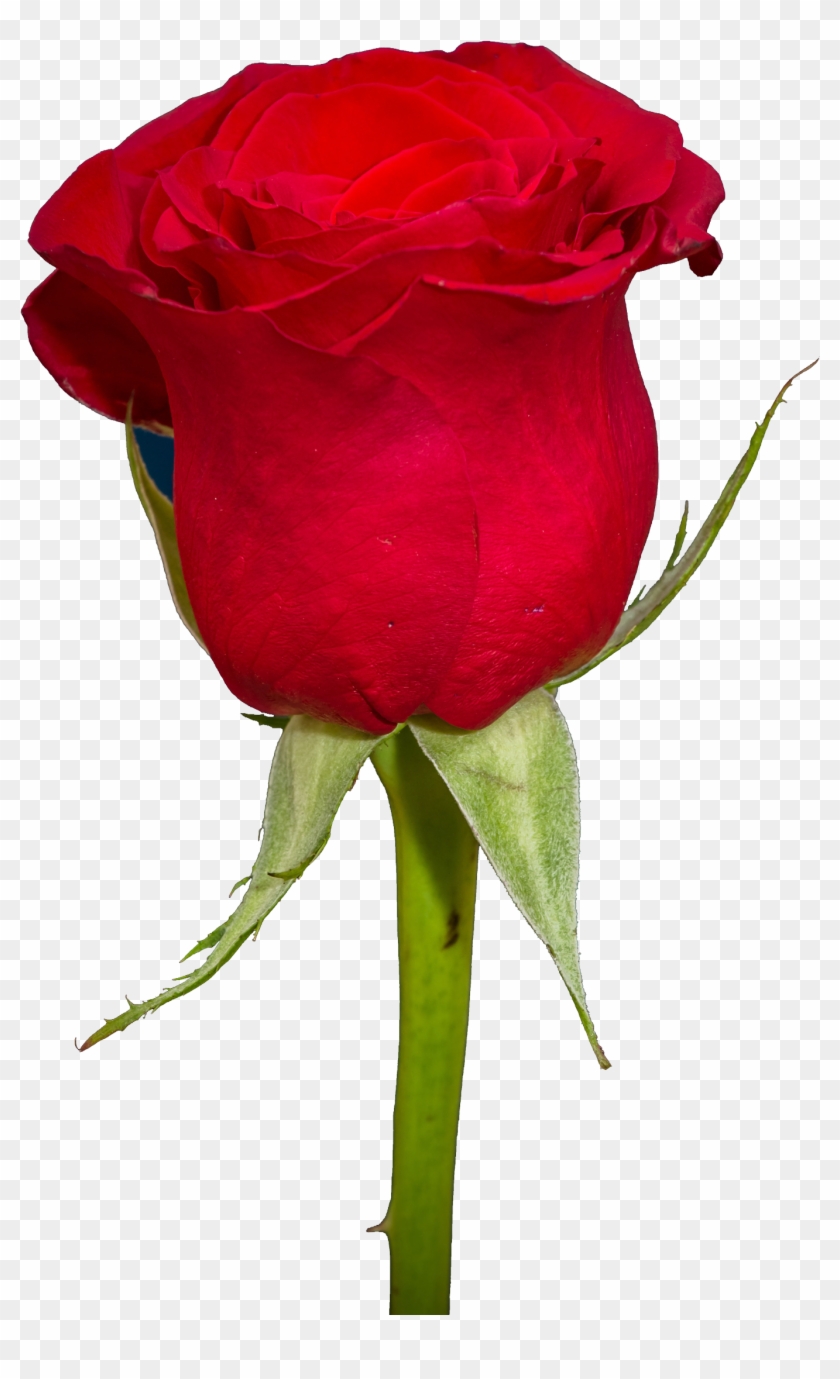 Free Rose Png Transparent Image - Red Rose Png Hd #316430