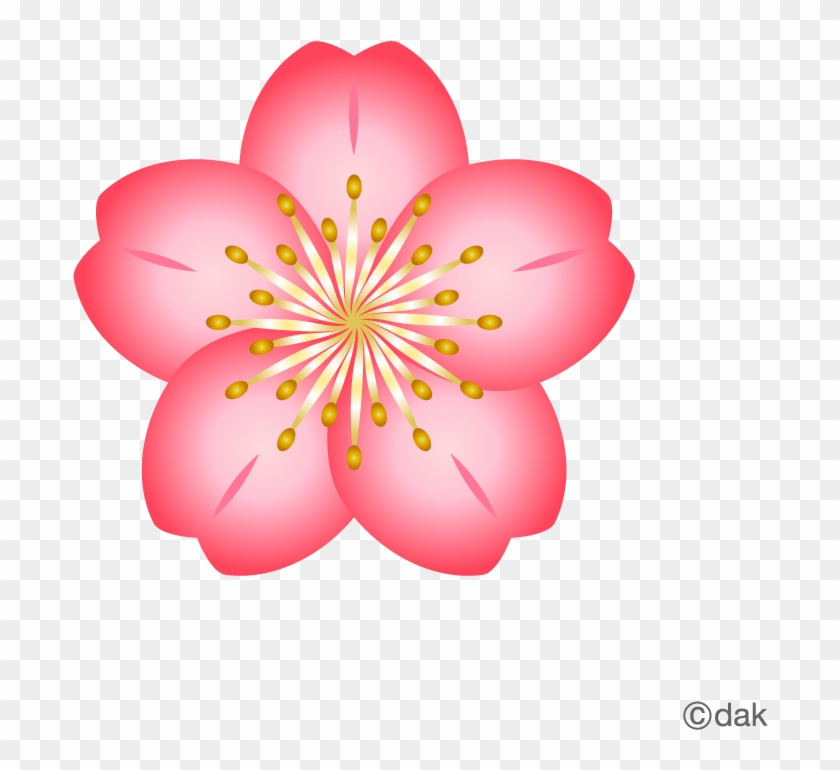 Free Flower Material Cherry Pictures Of Clipart And - Cherry Blossom Flower Icon #316667