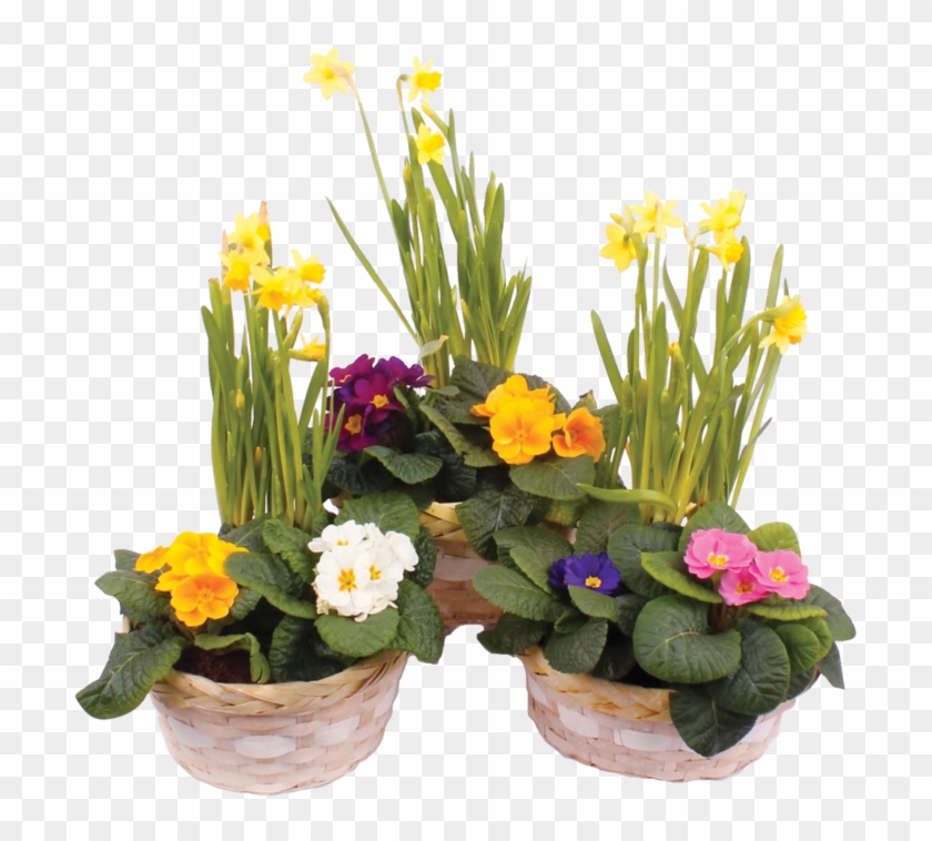 Ct Easter Basket - Narcissus #316670