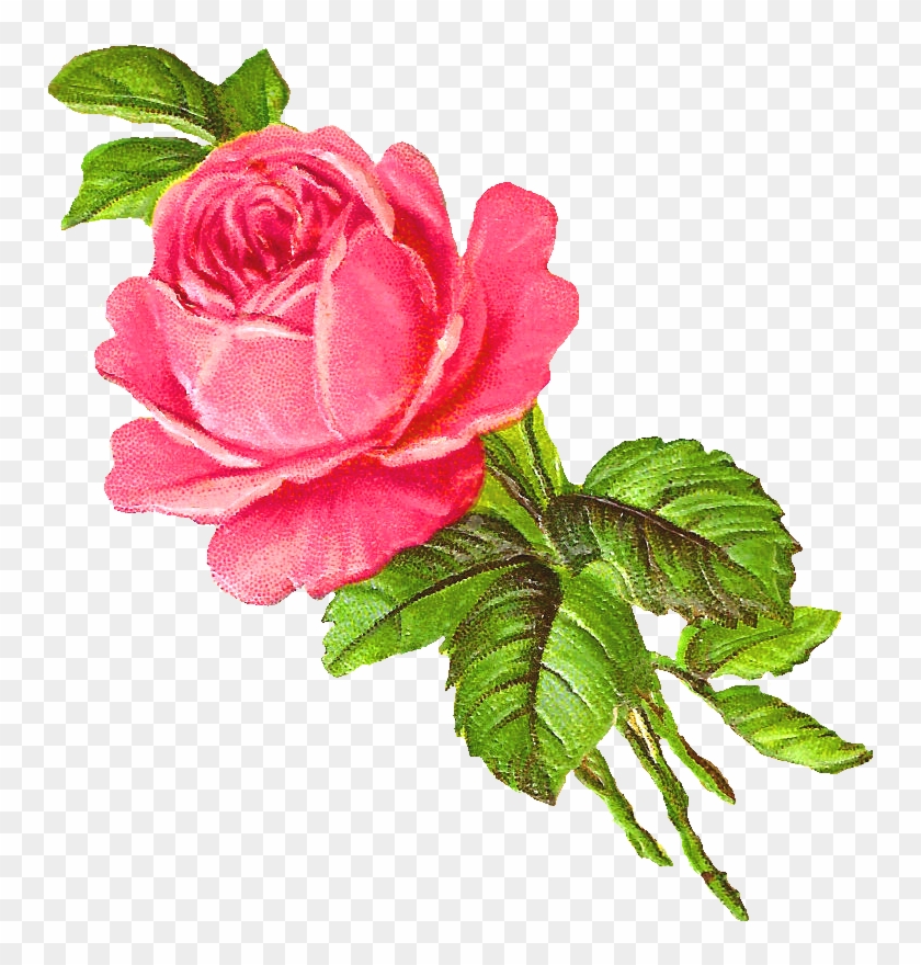 Clipart Of Rose Download - Rose Rose Illustration Png #317316