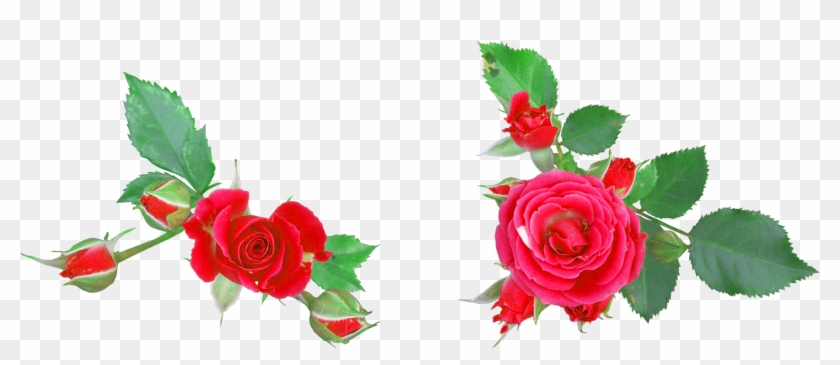 Garden Roses Flower Digital Image Clip Art - Garden Roses Flower Digital Image Clip Art #317404