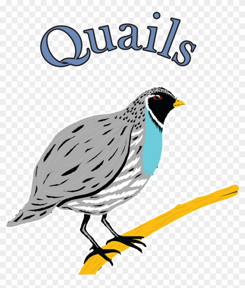 Quails - Quail #317401