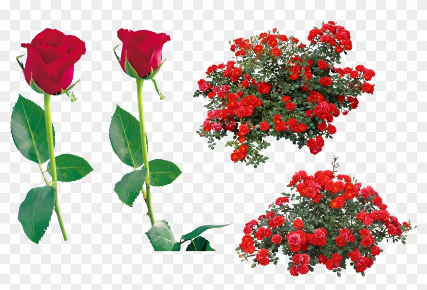 Rose Flower Clip Art - Rose Bush Png #317410