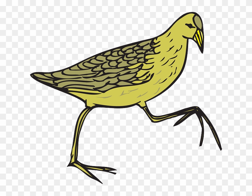 Common Quail Bird Common Moorhen Clip Art - Common Quail Bird Common Moorhen Clip Art #317428