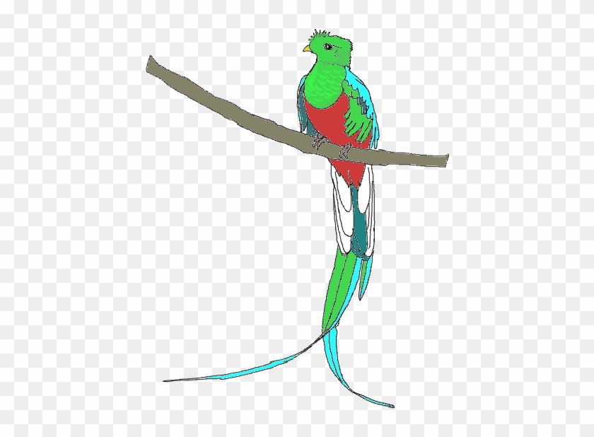 Quetzal Free Images At Clker Com Vector Clip Art Online - Quetzal Clipart Png #317448