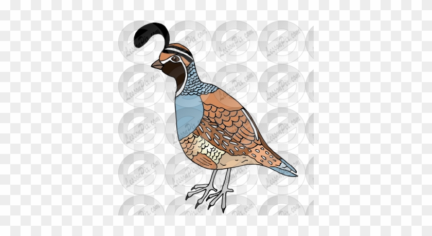 Quail Picture For Classroom / Therapy Use - Quail #317459