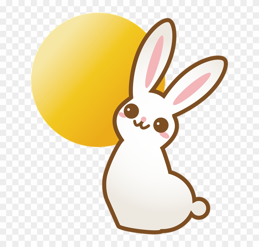 Rabbit, Bunny, Animal, Cute - Rabbit #317711