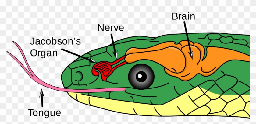 Color Illustration Of A Snake's Head, Showing Jacobson's - Jacobson Organ In Snakes #318051