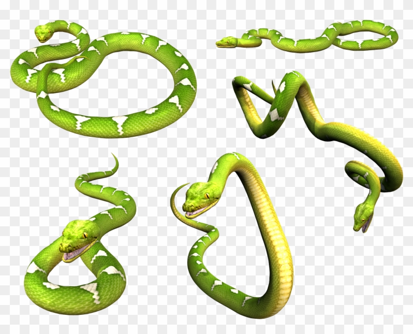 Green Snake Png #318068