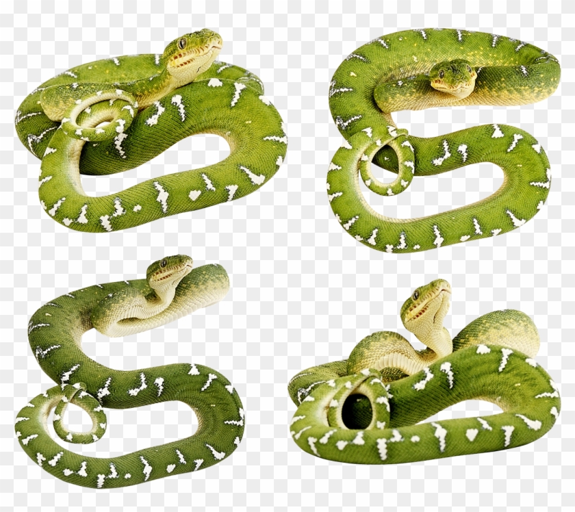 Set Of Snakes - Green Snake Transparent Background #318094