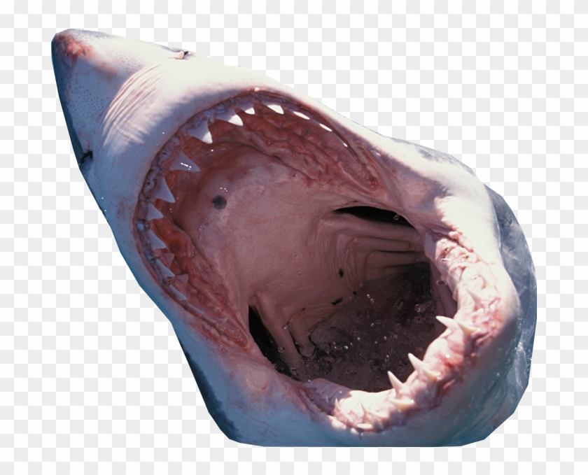 Shark Mouth Transparent Background - Shark Jumping Transparent #319108