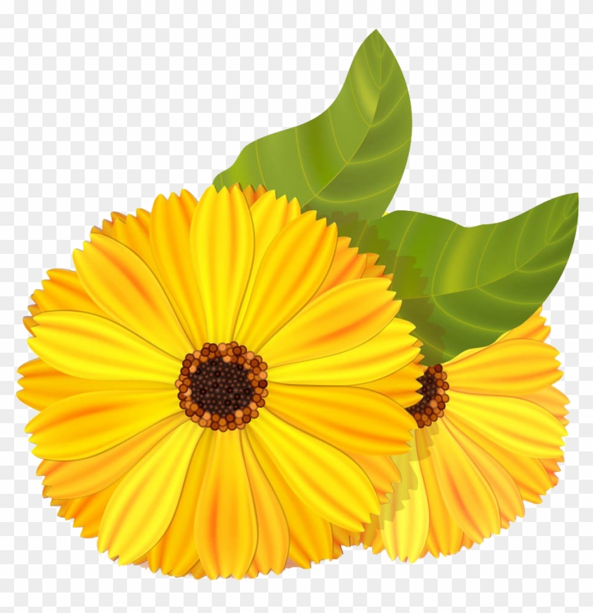 Mexican Marigold Flower Stock Illustration Calendula - Marigold #319346