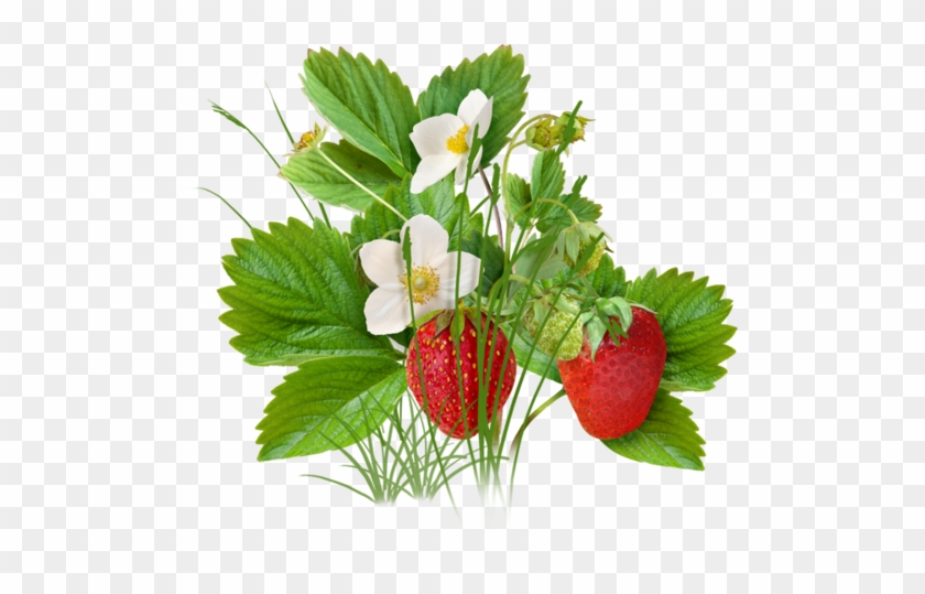 Clip Art - Strawberry Tree Png #320137