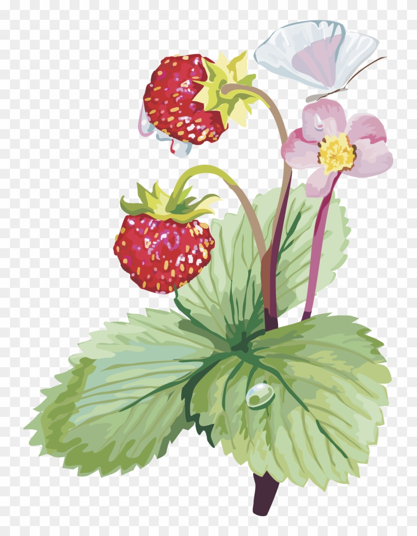 Musk Strawberry Clip Art - Земляника Клипарт #320140
