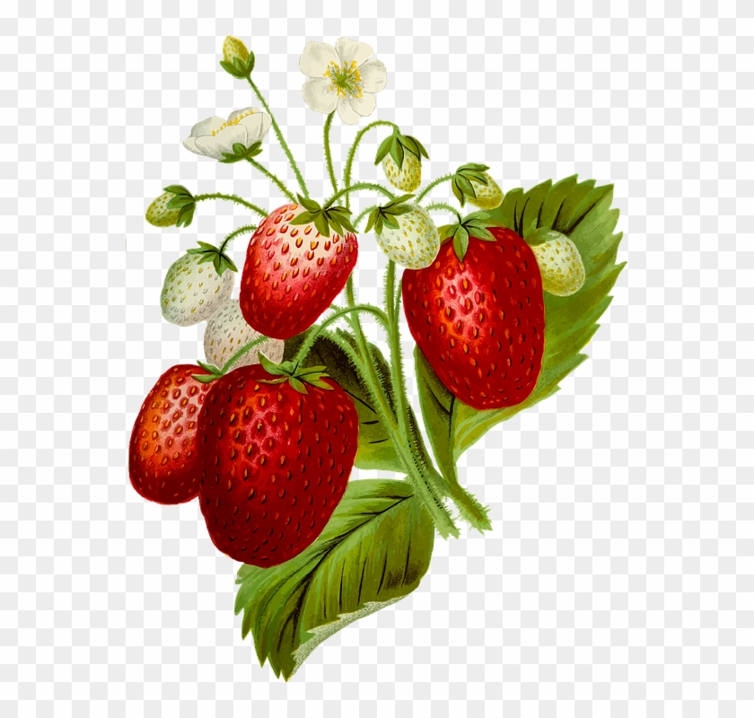 Cartoon Strawberries 28, Buy Clip Art - Clip Art Strawberry Plant #320185