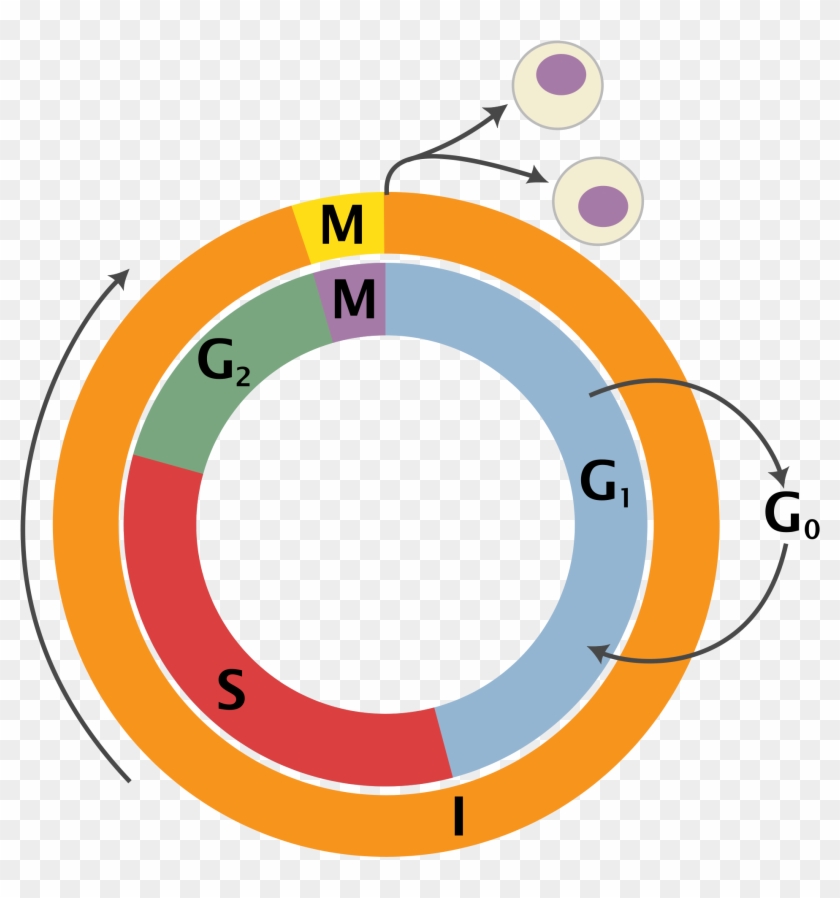 Cell Cycle Png #320402