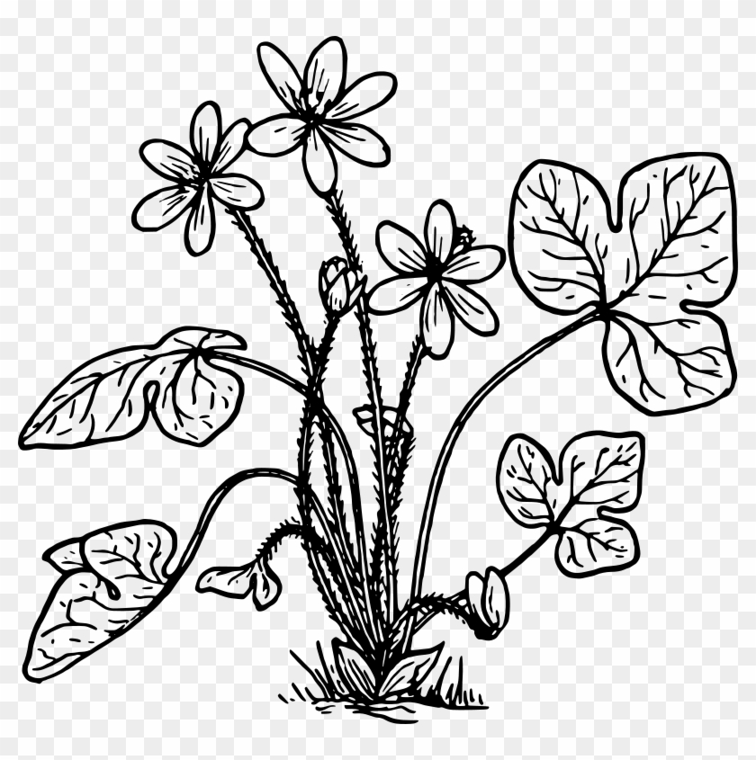 Similar Clip Art - Hepatica Drawing #320545