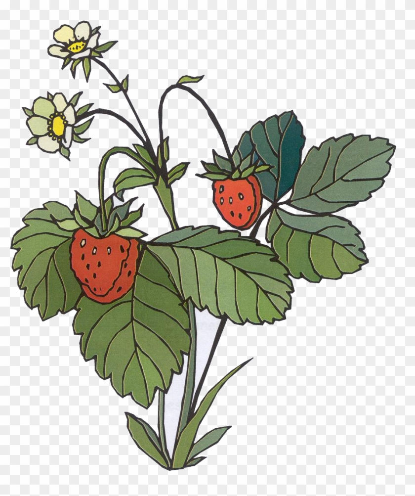 Erdbeerfplanze Clipart - Strawberry Bush Cartoon #320608
