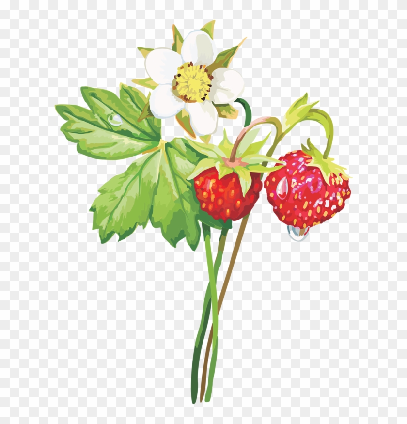 Musk Strawberry Aedmaasikas Clip Art - Musk Strawberry Aedmaasikas Clip Art #320630