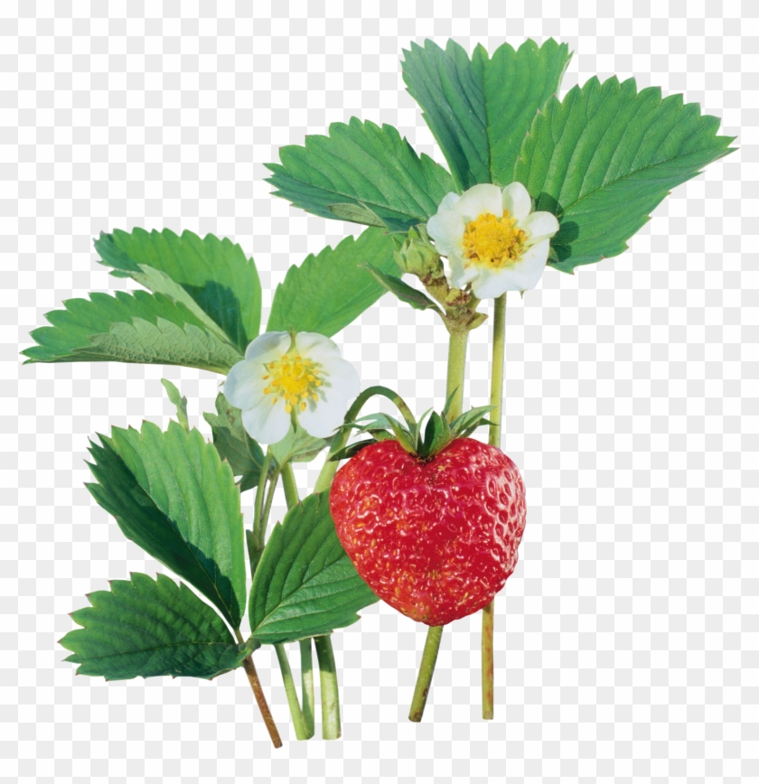 Strawberry Auglis Clip Art - Strawberry Auglis Clip Art #320971