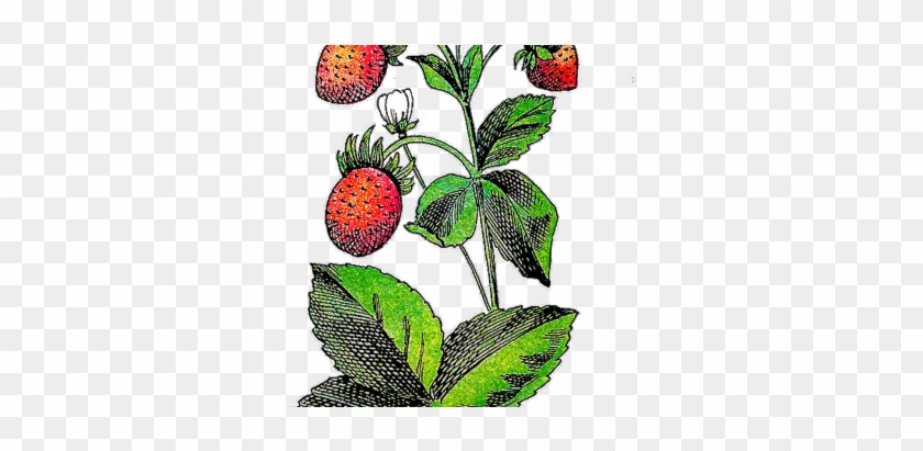 Strawberry Plant Clip Art Images & Pictures Becuo - Clip Art #321225