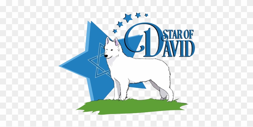 Star Of David Kennel, Star Of David Dogs, White Swiss - German Shepherd #321409