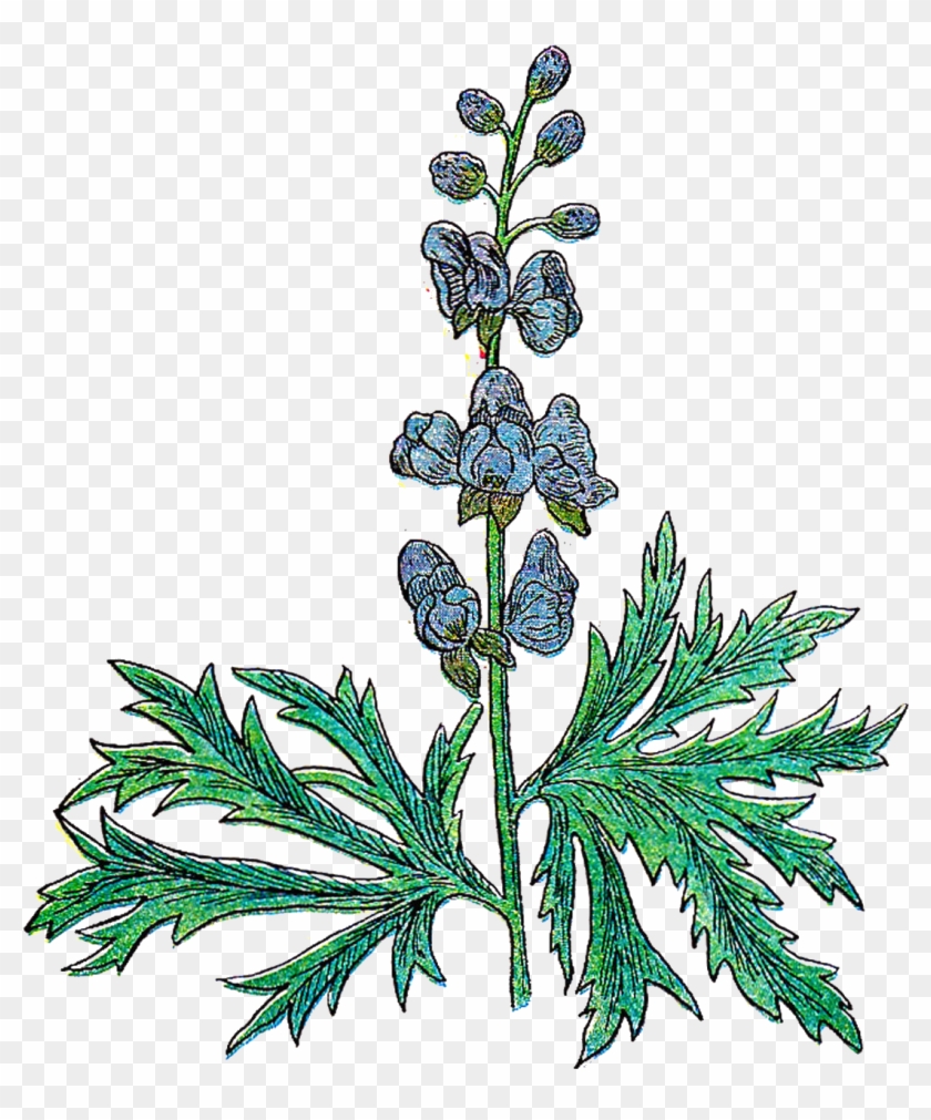 Parts Of A Plant Clip Art - Herb Illustration Png #321715