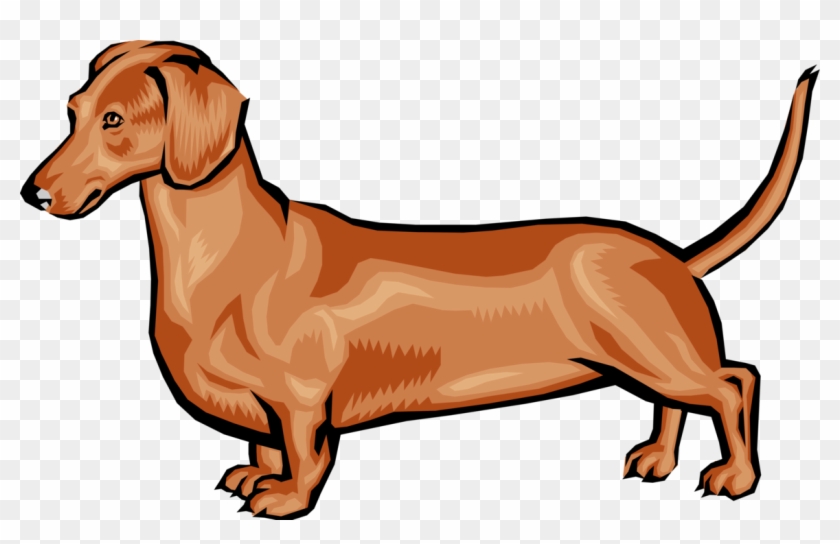 Vector Illustration Of Family Pet Short-legged Dachshund - Dachshund.png Shower Curtain #322121