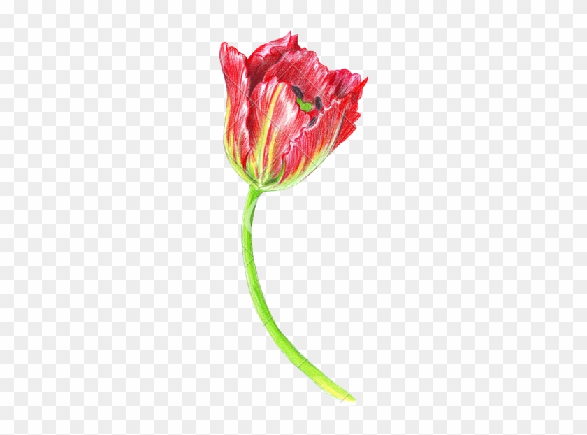 Hand Drawing Of A Realistic Tulip - Drawing #322434