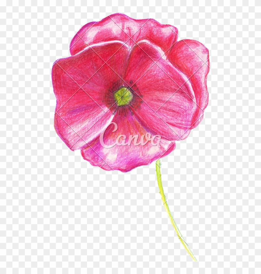 Hand Drawing Sketch Poppy Flower - Drawing #322437