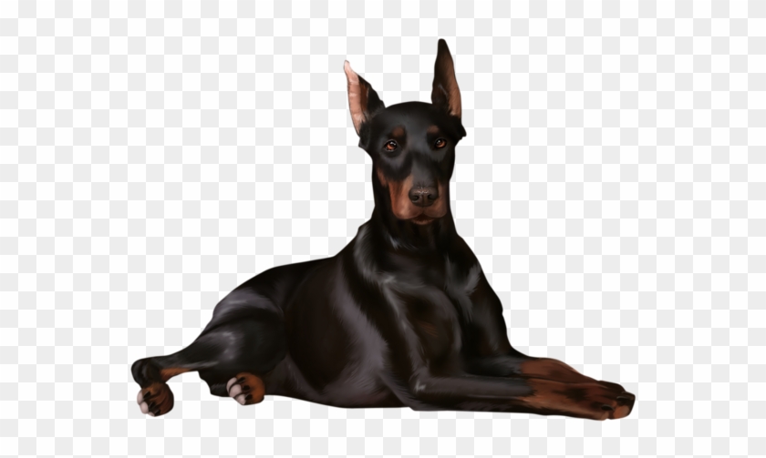 Dobermann #322465