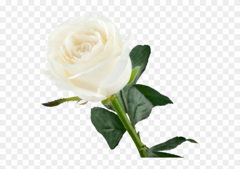 White Rose - Isolated - White #322572