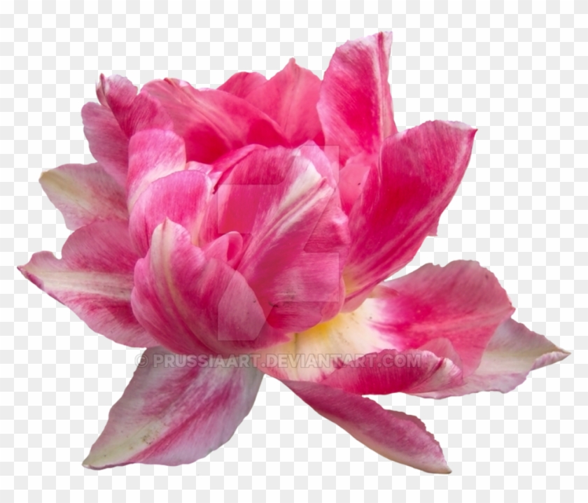 Peony Drawing Png Elegant Flowers Idealvistalistco - Desert Rose #322574