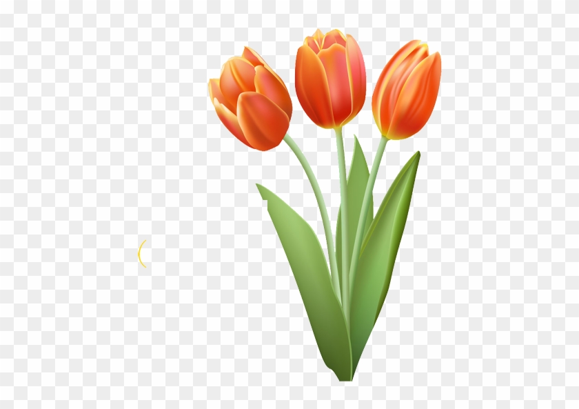 Drawing Tulip Clip Art - Drawing Tulip Clip Art #322600