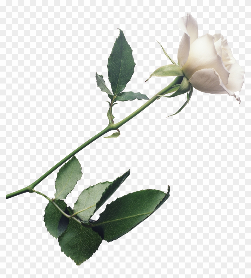 White Rose Png Image, Flower White Rose Png Picture - Johnny Mathis / Love Songs #322591