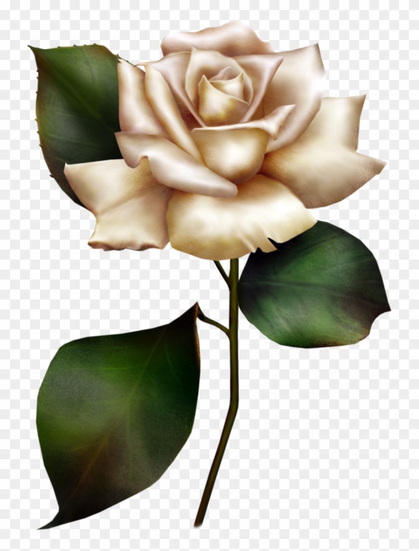 White Rose Clipart #322676