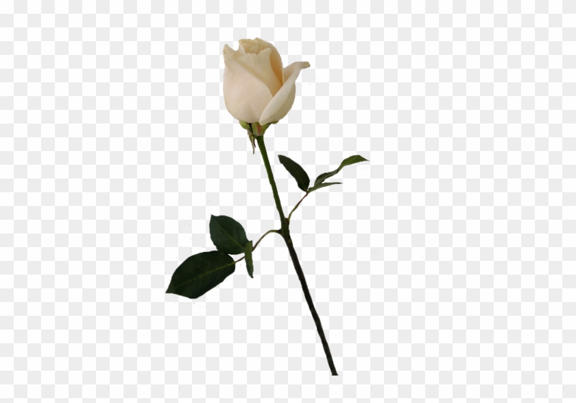 Single White Rose Png #322677