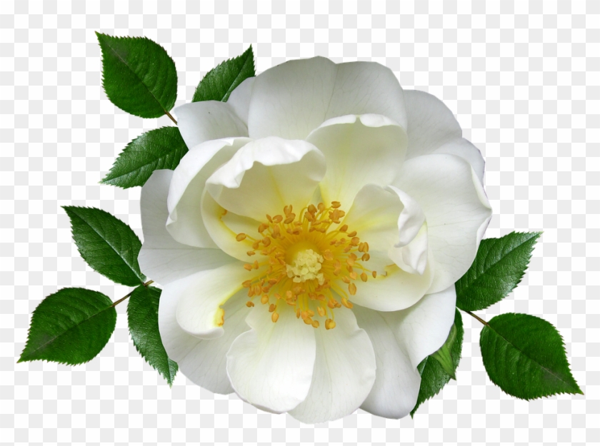 Rosa Blanca Png #322680