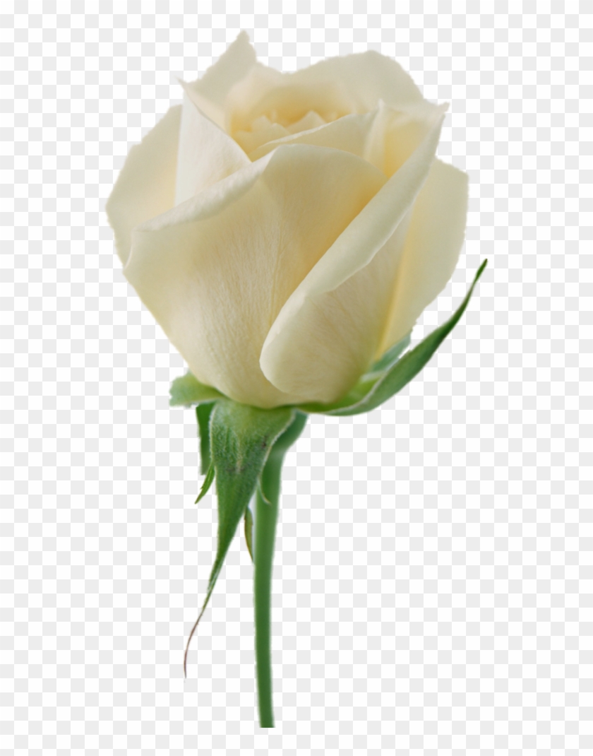 Luxury Stock Of White Rose Flowers Pictures White Roses - Roses Png #322685