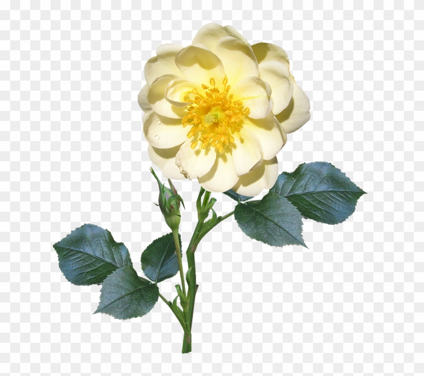 White Rose Png 14, - Single Flower With Stem Png #322709
