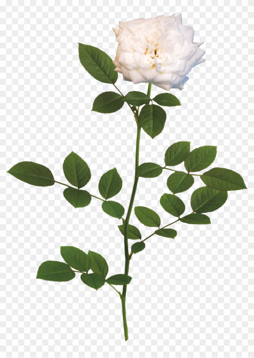 The White Drift® Rose - Rose White #322711