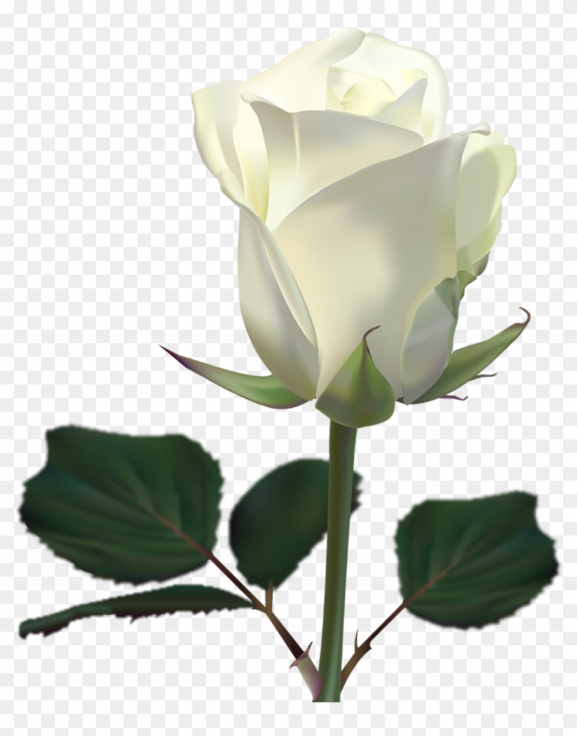 white rose backgrounds