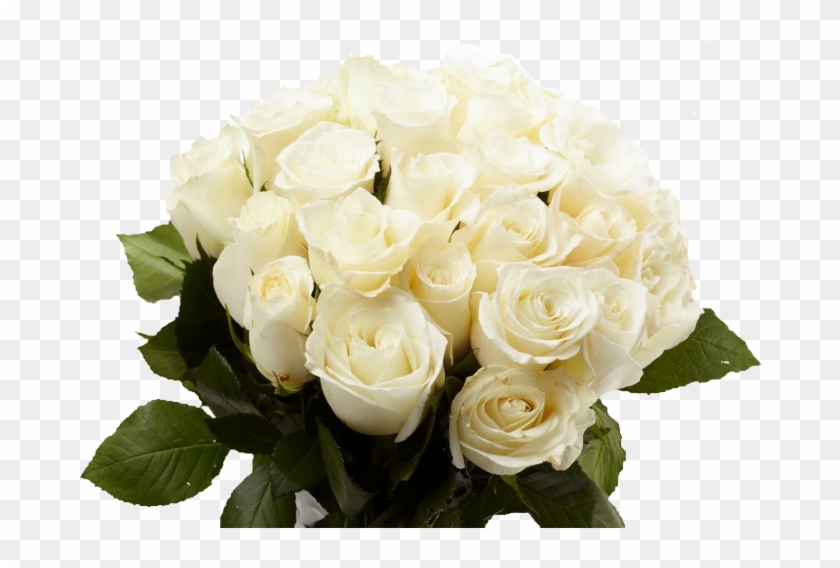 White Rose Gd Morning #322745
